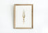 framed vintage squid print wall art